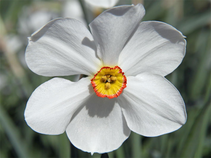 Weiß blühende Echte / Weiße Narzisse, auch Dichter-Narzisse, botanischer Name Narcissus poeticus, mit gold-gelber, orange-rot umrandeter Blütenmitte