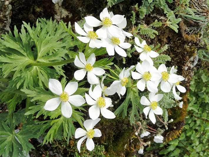 Narzissen-Windröschen/Alpen-Berghähnlein, botanischer Name Anemone narcissiflora, mit weißen Blütenblätten und gelb-grüner Blüten-Mitte