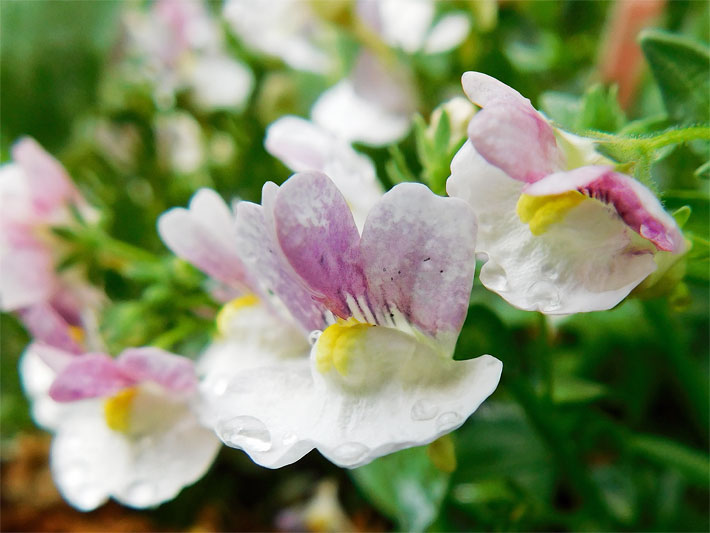 Weiße Blüten mit gelb-rotem Muster von einer Elfenspiegel-Hybride, botanischer Name Nemesia Berrie White


 