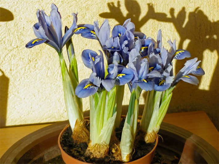 Blau blühhende Netzblatt-Schwertlilie, botanischer Name Iris reticulata, mit blauen Haupt-Blüten und gelbem Muster am Blütenschlund zum Vorziehen in einem Blumen-Topf