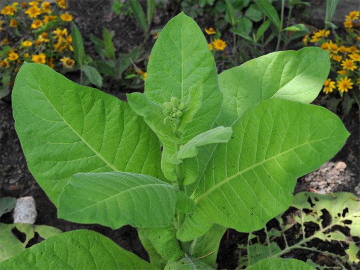 Grüne Blätter einer Wald-Tabak-Pflanze der Sorte Niobe, botanischer Name Nicotiana sylvestris