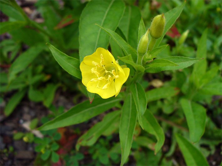 Röhrenblüte mit gelber Blüten-Farbe einer Gemeinen Nachtkerze, botanischer Name Oenothera biennis