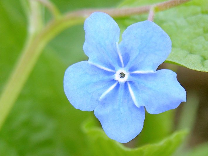 Himmelblaue Blüte von einem Frühlings-Gedenkemein