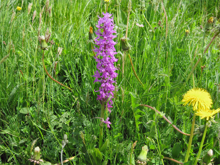 Violett blühendes Männliches Knabenkraut, botanischer Name Orchis mascula, auf einer Berg-Wiese