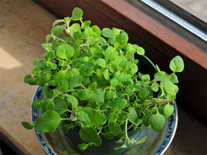 Oregano-Topfpflanze auf einem Marmor-Fensterbrett