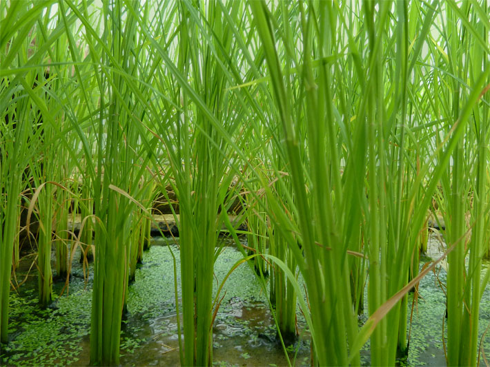 Reis-Pflanzen in einem Gewächsehaus eines Botanischen Gartens in Deutschland