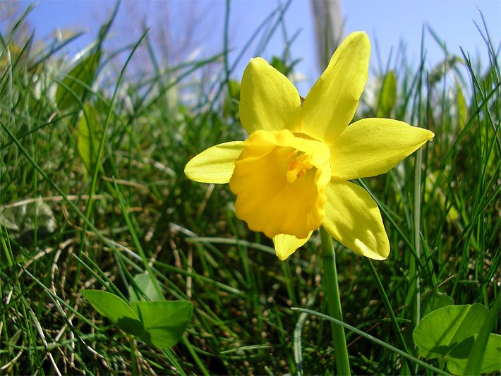 Blühende Gelbe Narzisse, Osterglöckchen oder Osterglocke, botanischer Name Narcissus pseudonarcissus, auf einer Wiese