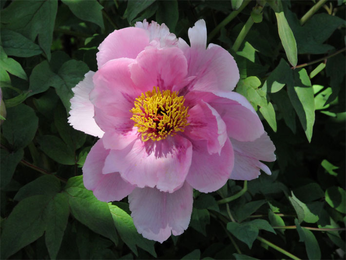 Pink-farbene Blüte mit mittigen gelben Staubblättern einer Gemeinen Pfingstrose, botanischer Name Paeonia officinalis, als Bepflanzung einer Grabstelle