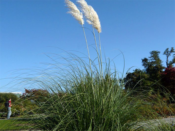 Weiß blühendes Pampasgras im Park an einem sonnigen Herbsttag