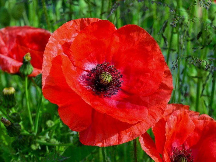 Blüten-Pollen bietende, orange-rote Schalenblüte von einem Klatschmohn, botanischer Name Papaver rhoeas, und Kapselfrüchte auf einer Wiese