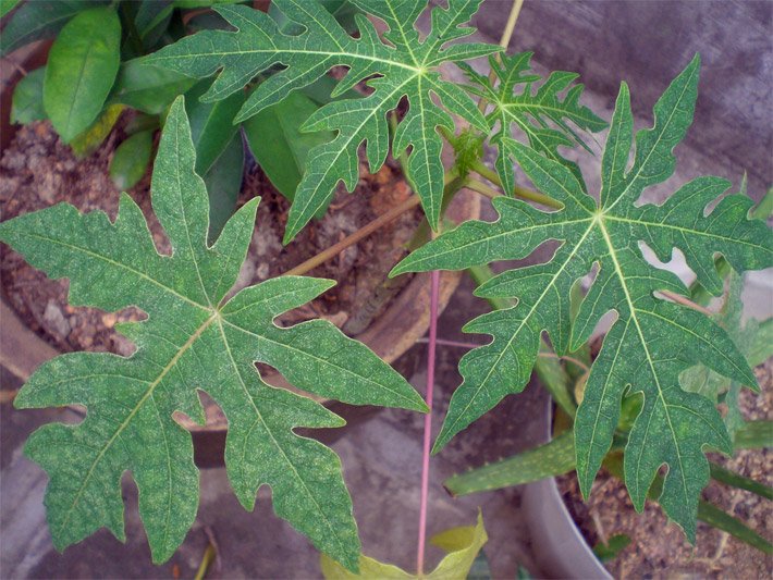 Topfpflanze auf einer Terrasse mit grünen Papaya-Blättern