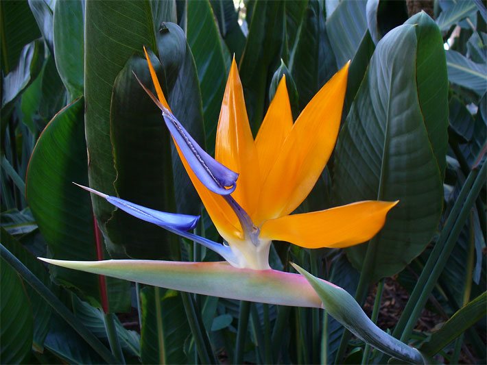 Orange Blüte einer Paradiesvogelblume, botanischer Name Strelitzia reginae