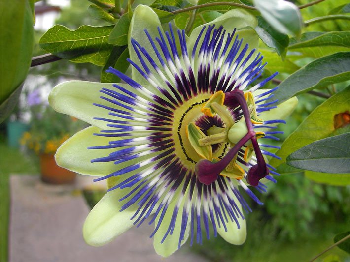 Blüte mit Strahlenmuster einer Passionsblume, botanischer Name Passiflora caerulea