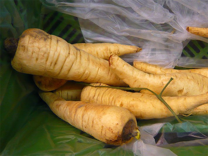 Gelb-braune Pastinaken nach dem Ernten in einer Gemüse-Kiste