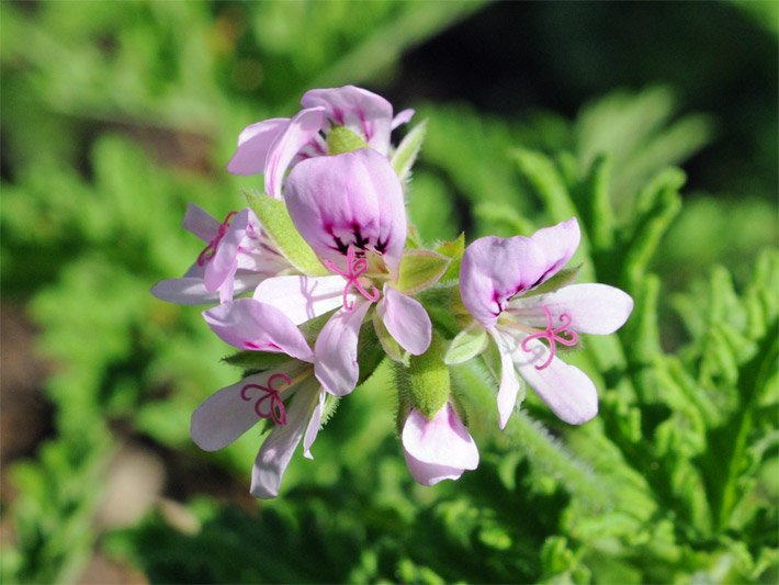 Duftpelargonie, auch Zitronenduftgeranie oder Duftgeranie, botanischer Name Pelargonium crispum, mit rosa-violetter Blüte
