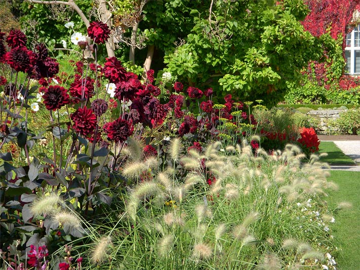 Sommer-Lampenputzergras Pennisetum villosum mit dunkelroten Dahlien im Garten