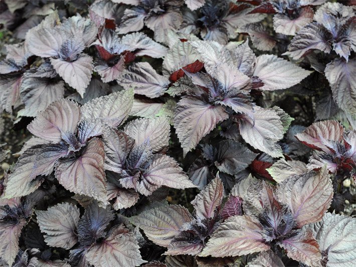 Pflanzung von Perilla oder Shiso mit ovalen, dunkelroten, gezähnten Blättern