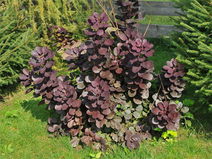 Perückenstrauch der Sorte Royal Purple, botanischer Name Cotinus coggygria, mit schwarz-roten Blättern in einem Garten