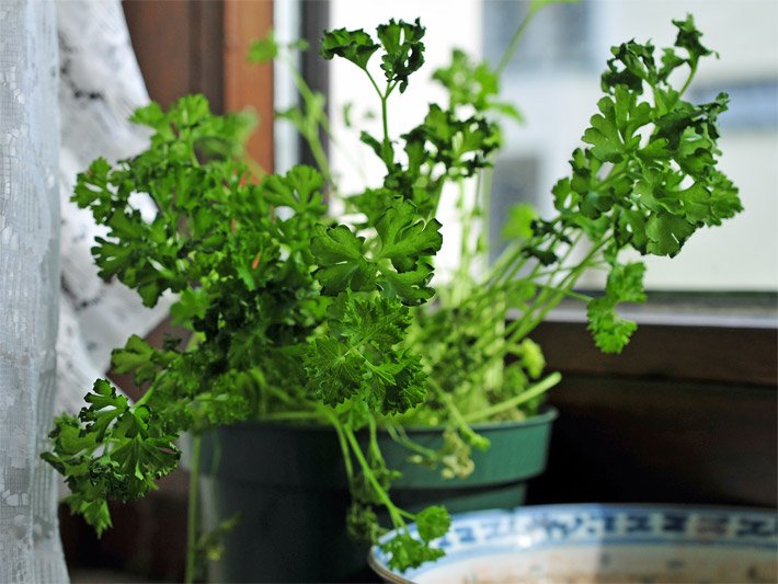 Petersilientopf, botanischer Name Petroselinum crispum, drinnen in der Küche auf dem Fensterbrett