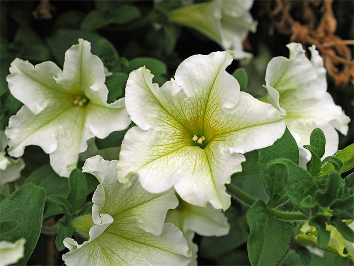 Weiß-grünliche Blüten einer Petunien-Hybride der Sorte Surfinia Lime, botanische Petunia, auf einem Balkon