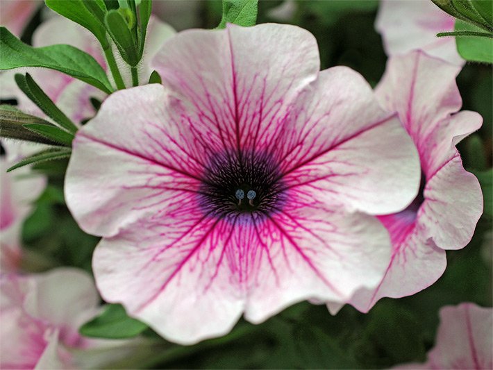 Trichterblüte mit weißer Blüten-Farbe, rosa geädert und mit schwarzem Blütenkelch von einer Petunien-Hybride der Sorte Surfinia Rose Vein, botanischer Name Petunia x hybrida