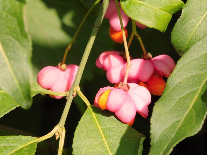 Blass rosa-rote Früchte, honig-gelber Samen und braun werdende Blätter von einem Europäischen Pfaffenhütchen, auch Gewöhnlicher Spindelstrauch, botanischer Name Euonymus europaeus