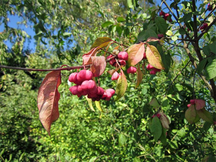 Pfaffenkäpchen (Europäisches Pfaffenhütchen, Spindelstrauch), botanischer Name Euonymus europaeus, mit roten Früchten