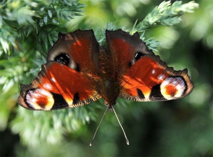 Pfauenauge-Schmetterling in einer Nadelhecke 