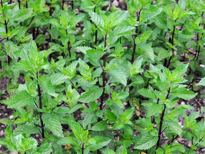 Braun-schwarze Stängel und leuchtend grüne Blätter einer Pfefferminze in einem Kräuterbeet, botanischer Name Mentha x piperita