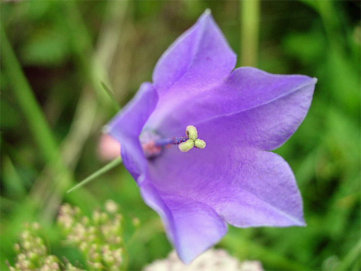 Violett-lila blühende Pfirsichblättrigen Glockenblume, botanischer Name Campanula persicifolia, mit Glockenblüte und einer dreiteiligen Stempel-Spitze in hellgrüner Farbe