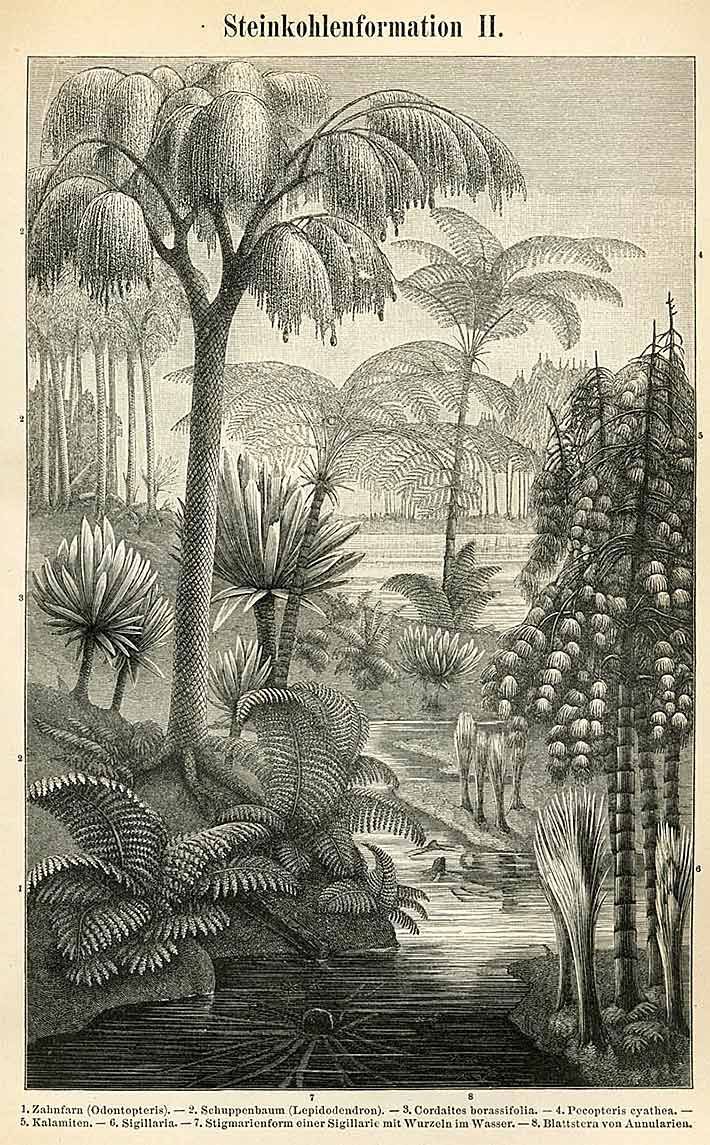 Monochrome Zeichnung einer Landschaft im Erdaltertum Karbon mit fossilen Sporenpflanzen, die unterhalb der abgebildeten Pflanzen sind Zahnfarn (Odontopteris), Schuppenbaum (Lepidodendron), Cordaites borassifolia, Pecopteris cyathea, Kalamiten, Sigillaria, Stigmarienform einer Sigillarie mit Wurzeln im Wasser, Blattstern von Annularien