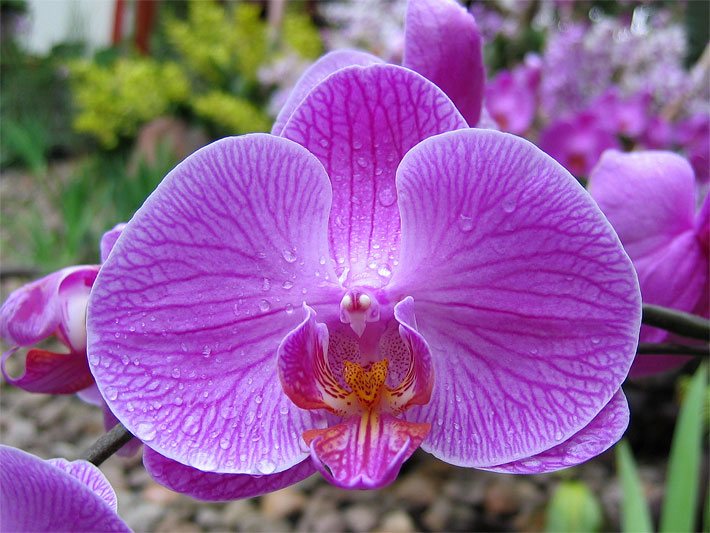 Violett blühende Phalaenopsis-Orchideen-Hybride