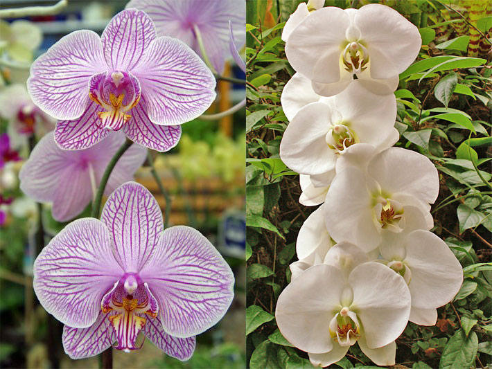 Violette und weiße Blüten von Orchideen der Art Phalaenopsis-Hybride