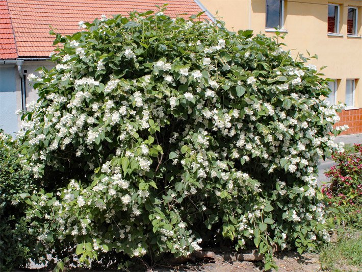 Weiße Strauch-Blüte von einem Europäischen Pfeifenstrauch / Falschen Jasmin, botanischer Name Philadelphus coronarius