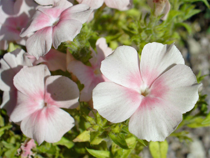 Von außen weiß nach innen rosa farbene Blüten von einem Einjährigen Sommer-Phlox, botanischer Name Phlox drummondii