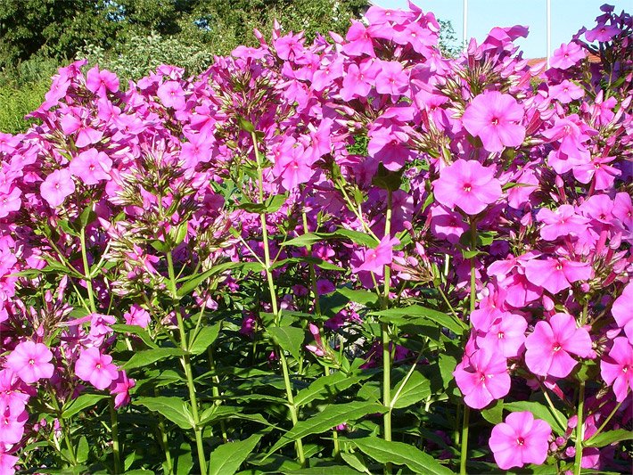 Hoher Stauden-Phlox, botanischer Name Phlox paniculata, mit rosaroten Blüten