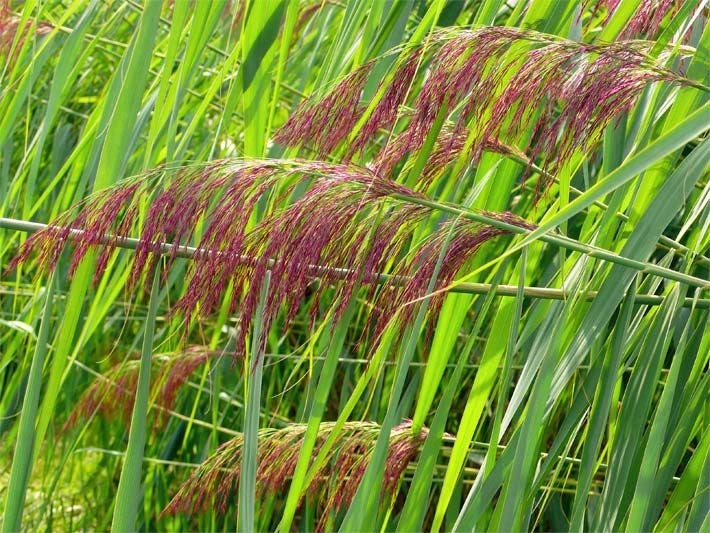 Phragmites-Schilfrohr-Blütenrispen mit Blütenährchen