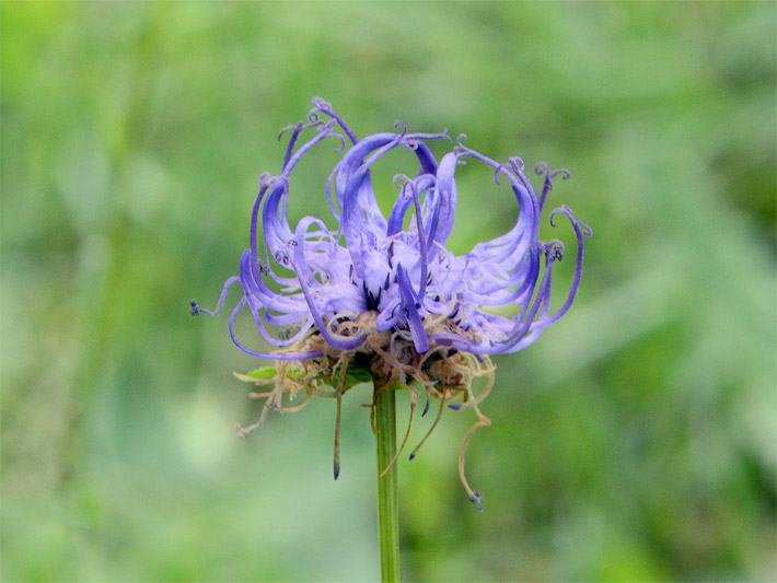 Dunkelblau-lila Bürstenblüte einer Kugeligen Teufelskralle, botanischer Name Phyteuma orbiculare, auf einer Alpen-Wiese