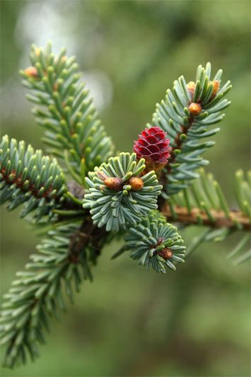 Dunkelrote Zapfen und grüne Nadeln der Schwarzkiefer Picea Mariana