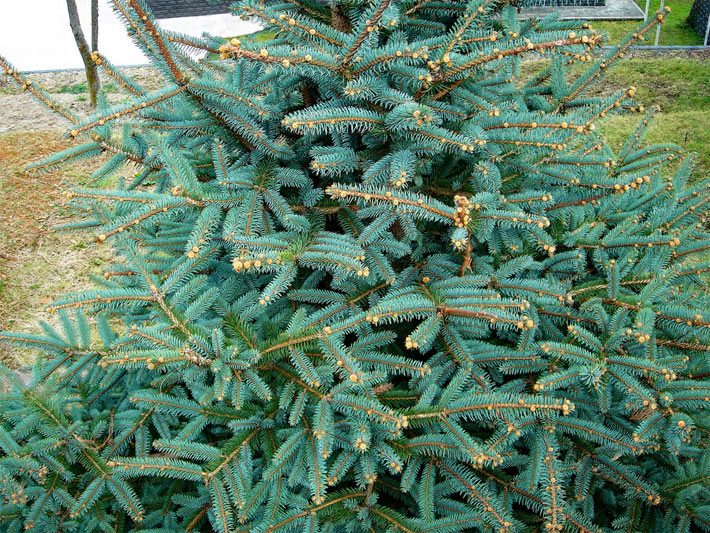 Stech- oder Blaufichte mit bläulich-grünen Nadeln in einem Vorgarten