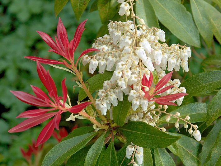 Immergrüne rot-weiß blühende Japanische Lavendelheide der Sorte Forest Flame, botanischer Name Pieris japonica