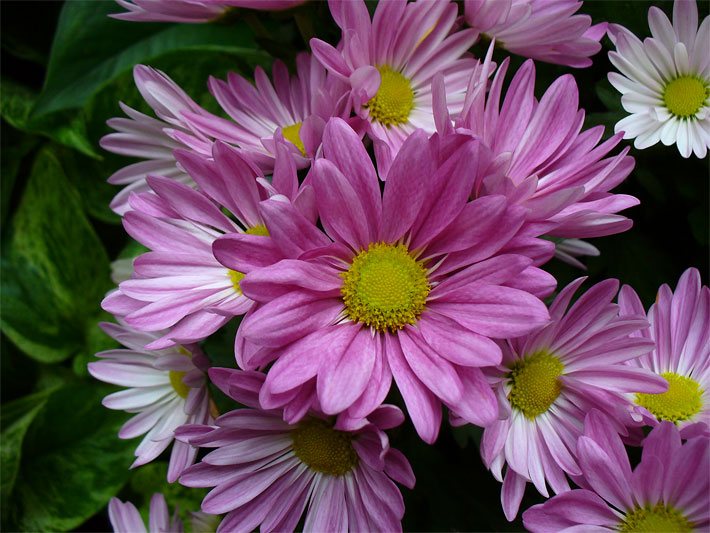 Pinkfarbene Blüten von Garten-Chrysanthemen, botanischer Name Chrysanthemum x grandiflorum