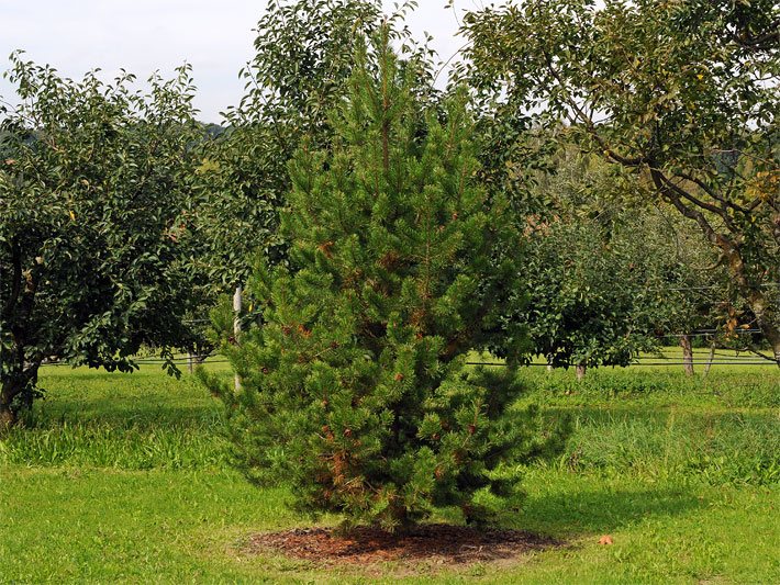 Drehkiefer Pinus contorta in Oberbayern