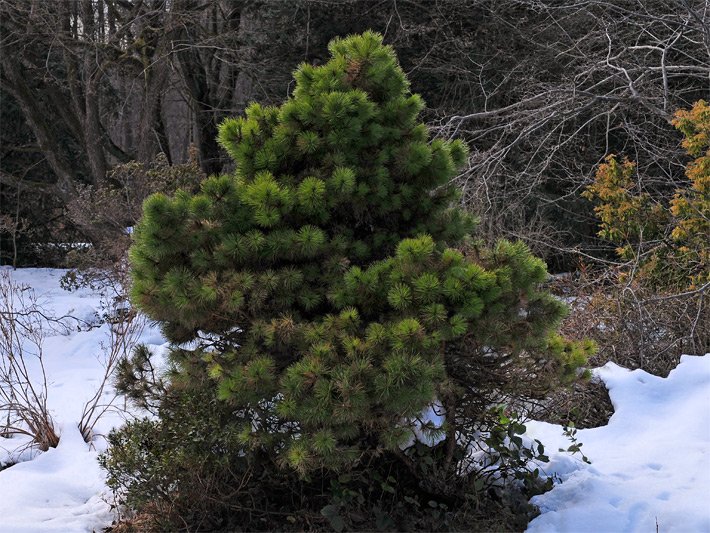 Zwerg-Schwarzkiefer der Sorte Helga mit Schnee-Umgebung