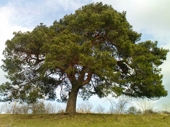Freistehende mittelgroße Waldkiefer Pinus sylvestris