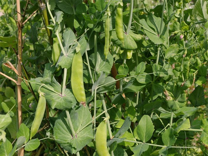 Gartenerbsen-Pflanze vor dem Ernten mit dunkelgrünen Blättern und helleren grünen Erbsen-Schoten in einem Gemüsebeet