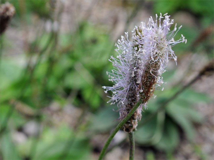 Helle, pinsel-förmige Bürsten-Blüte von einem Mittleren Wegerich, botanischer Name Plantago media, auf einer Wiese
