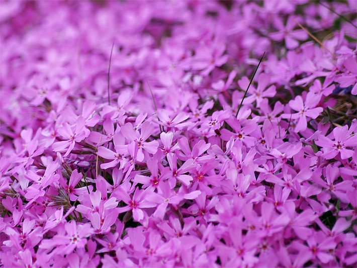 Weiß-rosa Polsterphlox