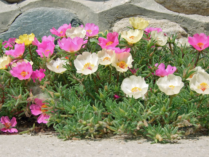 Gelbe, violette und weiße Portulakröschen, botanischer Name Portulaca grandiflora, mit fleischigen Sukkulenten-Blättern am Rand einer Terrasse vor einer Steinmauer