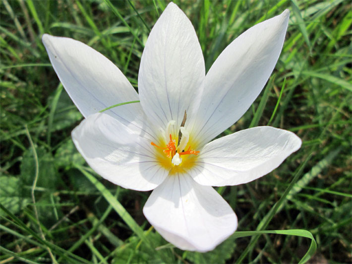 Weiße Blüte von einem Pracht-Herbst-Krokus der Sorte Albus, botanischer Name Crocus speciosus Albus, auf einer Garten-Wiese
